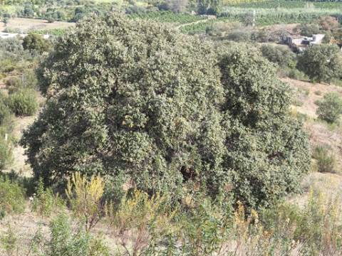 TERRENO RUSTICO COM 7.360 M2 - BELICHE - EM CASTRO MARIM - ALGARVE