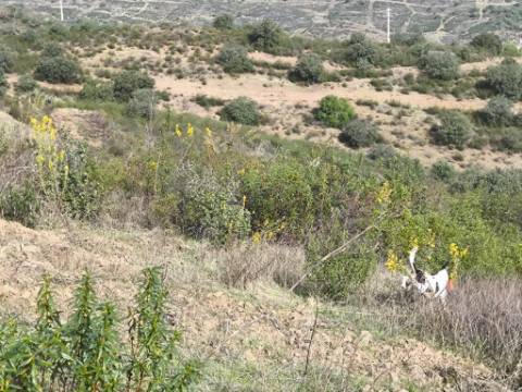 TERRENO RUSTICO COM 7.360 M2 - BELICHE - EM CASTRO MARIM - ALGARVE
