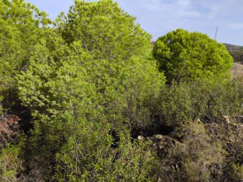 TERRENO COM 21.000 M2 - COM POÇO - FIGUEIRAIS - BELICHE - CASTRO MARIM - ALGARVE