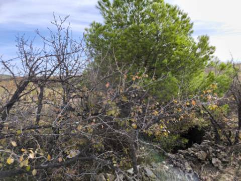 TERRENO COM 21.000 M2 - COM POÇO - FIGUEIRAIS - BELICHE - CASTRO MARIM - ALGARVE