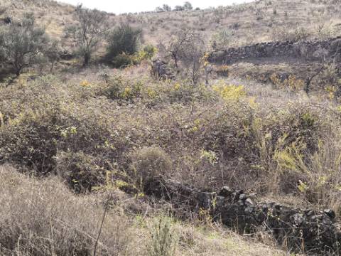 TERRENO COM 21.000 M2 - COM POÇO - FIGUEIRAIS - BELICHE - CASTRO MARIM - ALGARVE