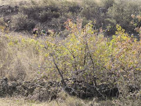 TERRENO COM 21.000 M2 - COM POÇO - FIGUEIRAIS - BELICHE - CASTRO MARIM - ALGARVE