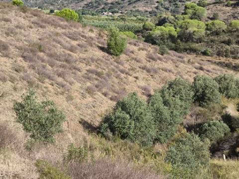 TERRENO COM 21.000 M2 - COM POÇO - FIGUEIRAIS - BELICHE - CASTRO MARIM - ALGARVE