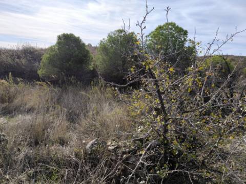 TERRENO COM 21.000 M2 - COM POÇO - FIGUEIRAIS - BELICHE - CASTRO MARIM - ALGARVE