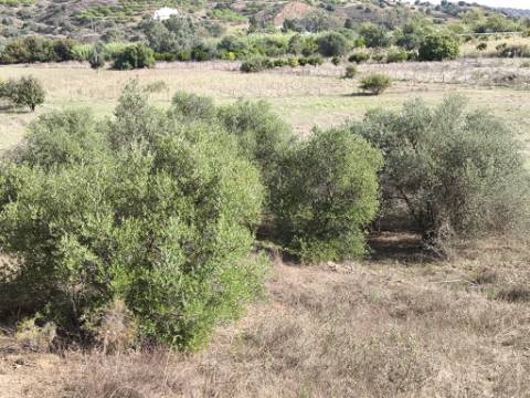 TERRENO RUSTICO COM 680 M2 - COM ARVORES - PLANO - JUNQUEIRA - CASTRO MARIM - ALGARVE