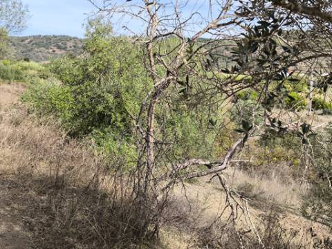 TERRENO RUSTICO COM 680 M2 - COM ARVORES - PLANO - JUNQUEIRA - CASTRO MARIM - ALGARVE