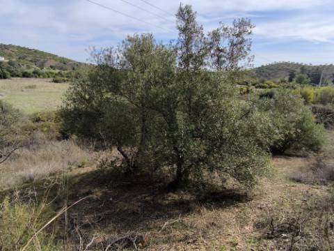 TERRENO RUSTICO COM 680 M2 - COM ARVORES - PLANO - JUNQUEIRA - CASTRO MARIM - ALGARVE