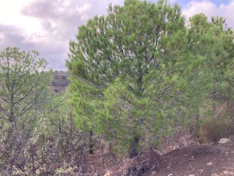 TERRENO COM 67.520 M2 - COM POSSIBILIDADE DE CONSTRUÇÃO - TURISMO OU HABITAÇÃO - PROXIMO A ALDEIA DOS CORUJOS EM CASTRO MARIM - ALGARVE