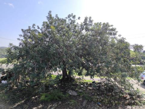 MORADIA DE ALDEIA - EM RUINAS - PARA DEMOLIR OU RECONSTRUIR - COM TERRENO DE 143 M2 - MONTE DOS MATOS - CASTRO MARIM - ALGARVE