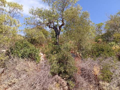 Terreno Rústico em Santa Catarina da Fonte do Bispo