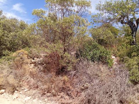 Terreno Rústico em Santa Catarina da Fonte do Bispo