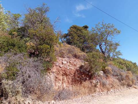 Terreno Rústico em Santa Catarina da Fonte do Bispo