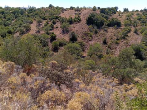 Terreno Rústico em Santa Catarina da Fonte do Bispo