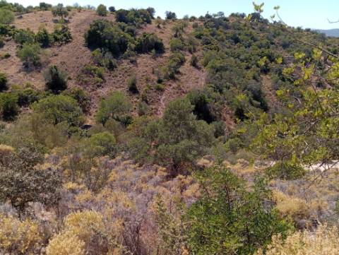 Terreno Rústico em Santa Catarina da Fonte do Bispo