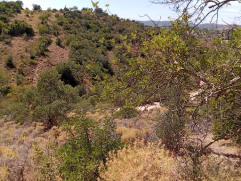 Terreno Rústico em Santa Catarina da Fonte do Bispo