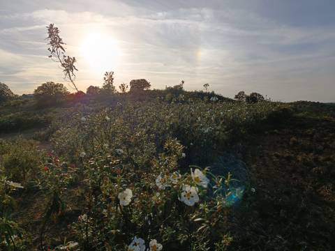 TERRENO RÚSTICO COM 19.280 M2 - VISTA LAGO - ALCARIAS GRANDES - CASTRO MARIM - ALGARVE