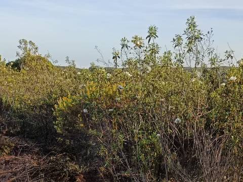 TERRENO RÚSTICO COM 19.280 M2 - VISTA LAGO - ALCARIAS GRANDES - CASTRO MARIM - ALGARVE