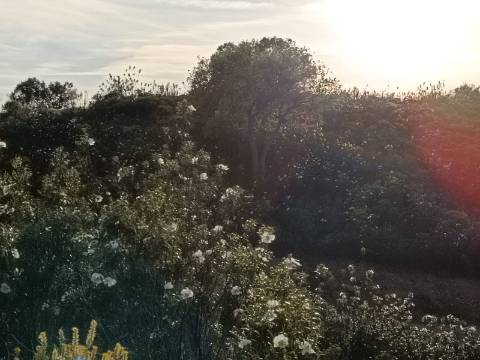 TERRENO RÚSTICO COM 19.280 M2 - VISTA LAGO - ALCARIAS GRANDES - CASTRO MARIM - ALGARVE