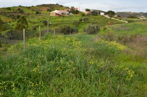 Terreno Rústico com 3.726m2 próximo de Tavira