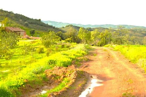 Terreno Rústico Próximo de Tavira