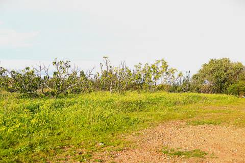 Terreno Rústico Próximo de Tavira