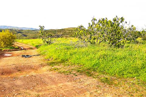 Terreno Rústico Próximo de Tavira