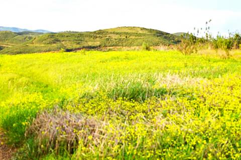 Terreno Rústico Próximo de Tavira