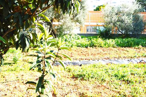 Terreno Urbano em Urbanização da Cidade de Tavira