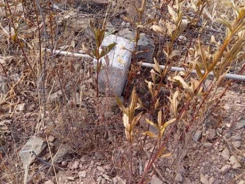 Terreno Rústico na serra de Conceição de Tavira