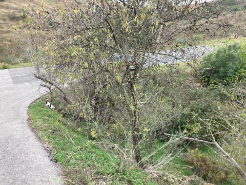 TERRENO RUSTICO COM 920 M2 - COM POÇO - NORA NOVA - ODELEITE - CASTRO MARIM - ALGARVE