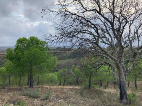 TERRENO COM 32440 M2 COM ARVORES - VISTA - POSSIBILIDADE DE CONSTRUIR APOIO AGRICOLA - CORTE PEQUENA - MAGOITO - CASTRO MARIM - ALGARVE