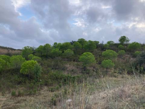 TERRENO COM 32440 M2 COM ARVORES - VISTA - POSSIBILIDADE DE CONSTRUIR APOIO AGRICOLA - CORTE PEQUENA - MAGOITO - CASTRO MARIM - ALGARVE
