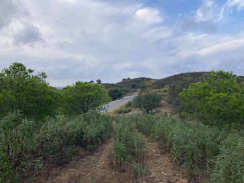 TERRENO COM 32440 M2 COM ARVORES - VISTA - POSSIBILIDADE DE CONSTRUIR APOIO AGRICOLA - CORTE PEQUENA - MAGOITO - CASTRO MARIM - ALGARVE