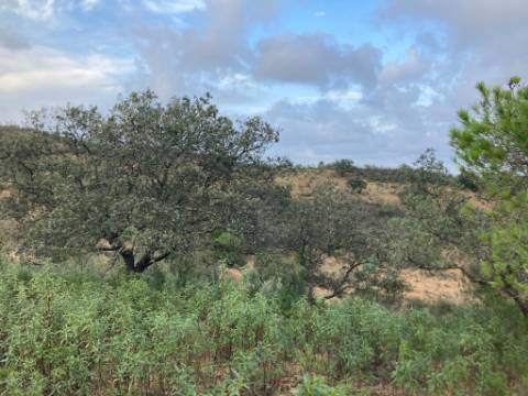 TERRENO COM 32440 M2 COM ARVORES - VISTA - POSSIBILIDADE DE CONSTRUIR APOIO AGRICOLA - CORTE PEQUENA - MAGOITO - CASTRO MARIM - ALGARVE