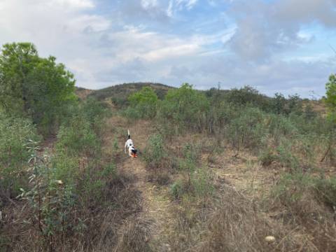 TERRENO COM 32440 M2 COM ARVORES - VISTA - POSSIBILIDADE DE CONSTRUIR APOIO AGRICOLA - CORTE PEQUENA - MAGOITO - CASTRO MARIM - ALGARVE