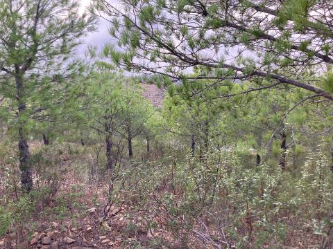 TERRENO COM 32440 M2 COM ARVORES - VISTA - POSSIBILIDADE DE CONSTRUIR APOIO AGRICOLA - CORTE PEQUENA - MAGOITO - CASTRO MARIM - ALGARVE
