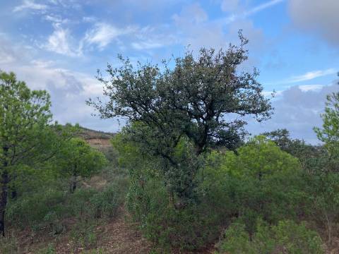 TERRENO COM 32440 M2 COM ARVORES - VISTA - POSSIBILIDADE DE CONSTRUIR APOIO AGRICOLA - CORTE PEQUENA - MAGOITO - CASTRO MARIM - ALGARVE