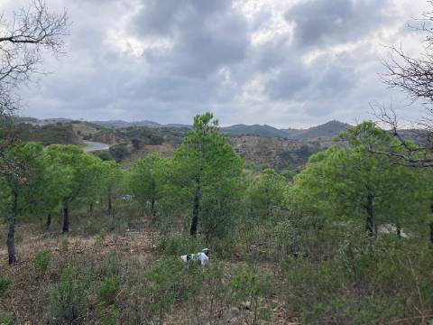 TERRENO COM 32440 M2 COM ARVORES - VISTA - POSSIBILIDADE DE CONSTRUIR APOIO AGRICOLA - CORTE PEQUENA - MAGOITO - CASTRO MARIM - ALGARVE