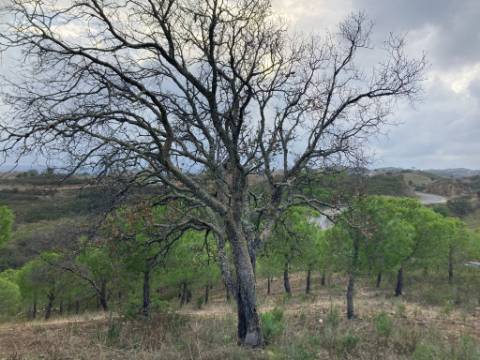 TERRENO COM 32440 M2 COM ARVORES - VISTA - POSSIBILIDADE DE CONSTRUIR APOIO AGRICOLA - CORTE PEQUENA - MAGOITO - CASTRO MARIM - ALGARVE