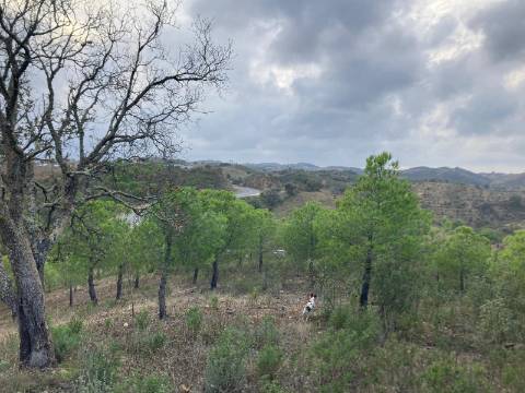 TERRENO COM 32440 M2 COM ARVORES - VISTA - POSSIBILIDADE DE CONSTRUIR APOIO AGRICOLA - CORTE PEQUENA - MAGOITO - CASTRO MARIM - ALGARVE