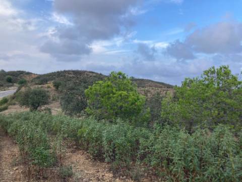 TERRENO COM 32440 M2 COM ARVORES - VISTA - POSSIBILIDADE DE CONSTRUIR APOIO AGRICOLA - CORTE PEQUENA - MAGOITO - CASTRO MARIM - ALGARVE