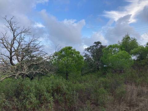 TERRENO COM 32440 M2 COM ARVORES - VISTA - POSSIBILIDADE DE CONSTRUIR APOIO AGRICOLA - CORTE PEQUENA - MAGOITO - CASTRO MARIM - ALGARVE