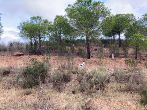TERRENO COM 32440 M2 COM ARVORES - VISTA - POSSIBILIDADE DE CONSTRUIR APOIO AGRICOLA - CORTE PEQUENA - MAGOITO - CASTRO MARIM - ALGARVE