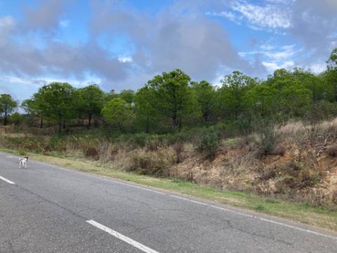 TERRENO COM 32440 M2 COM ARVORES - VISTA - POSSIBILIDADE DE CONSTRUIR APOIO AGRICOLA - CORTE PEQUENA - MAGOITO - CASTRO MARIM - ALGARVE