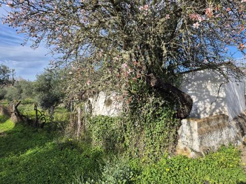 Terreno em Alcoutim, muito perto do Rio Guadiana, com viabilidade de construção
