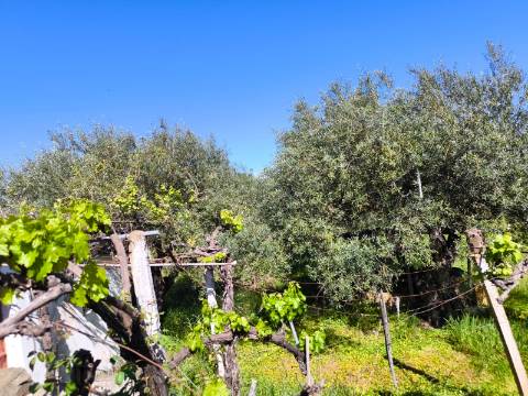 Terreno em Alcoutim, muito perto do Rio Guadiana, com viabilidade de construção