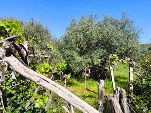 Terreno em Alcoutim, muito perto do Rio Guadiana, com viabilidade de construção
