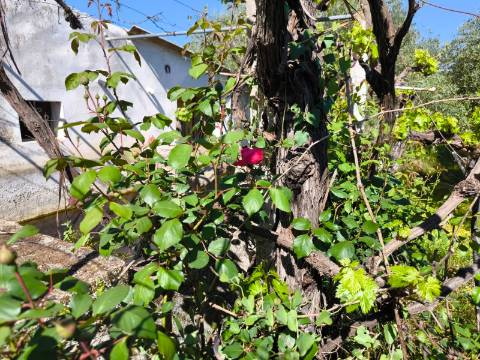 Terreno em Alcoutim, muito perto do Rio Guadiana, com viabilidade de construção