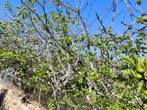 Terreno em Alcoutim, muito perto do Rio Guadiana, com viabilidade de construção