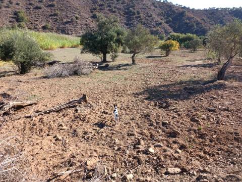 TERRENO RUSTICO COM 680 M2 - PLANO - JUNTO AO RIBEIRO - AGUA DA REGA - TENENCIA - CASTRO MARIM - ALGARVE